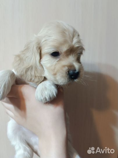 Кокер спаниель