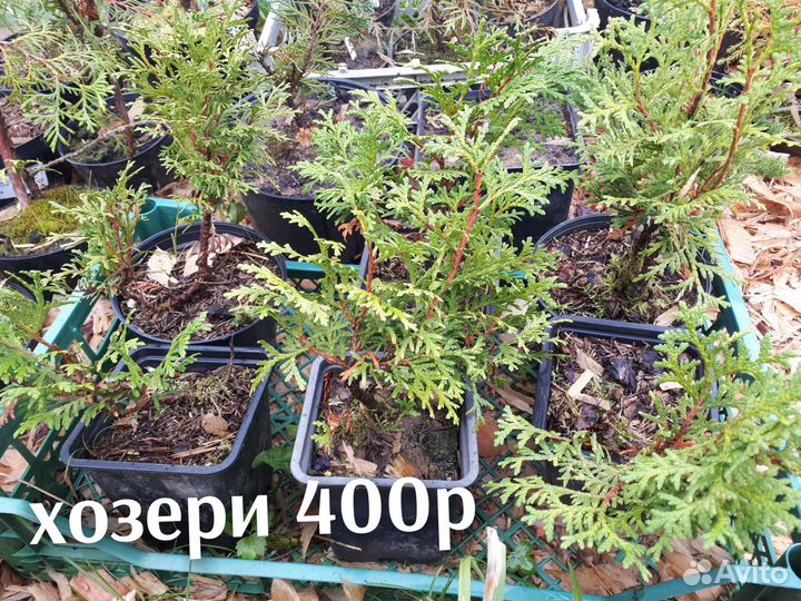 Туя брабант хозери вагнери