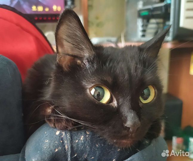 Кошка-малышка