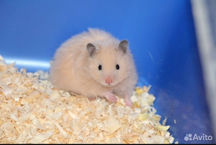Сирийский хомяк малыш бесплатно