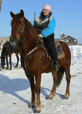 Продам лошадь