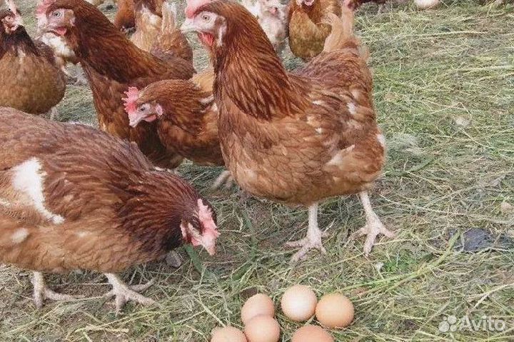 Куры несушки Белые