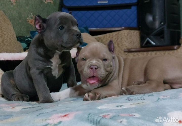 Американский булли