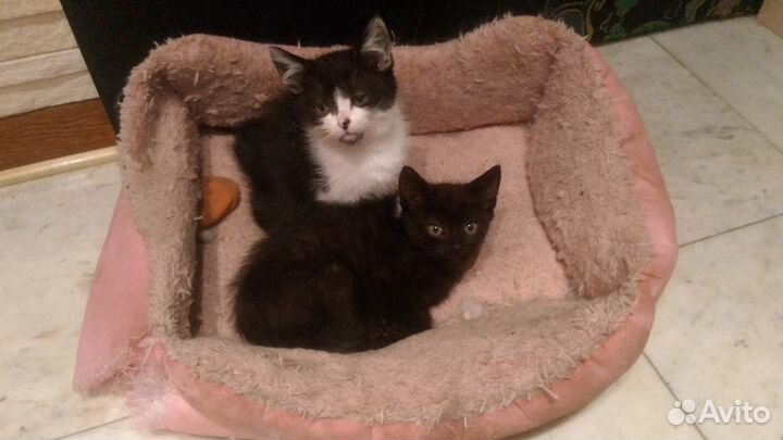 Котенок с очень печальной мордочкой