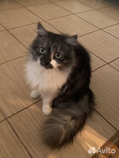 Филя ищет дом