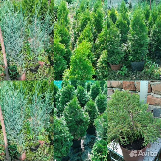 Хвойные растения