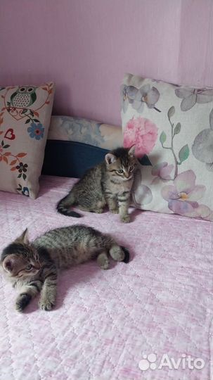 Котята сибирской кошки