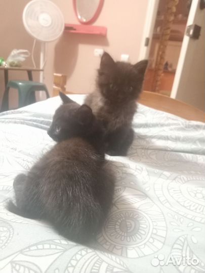 Котята в дар