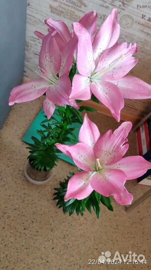 Лилии луковицы