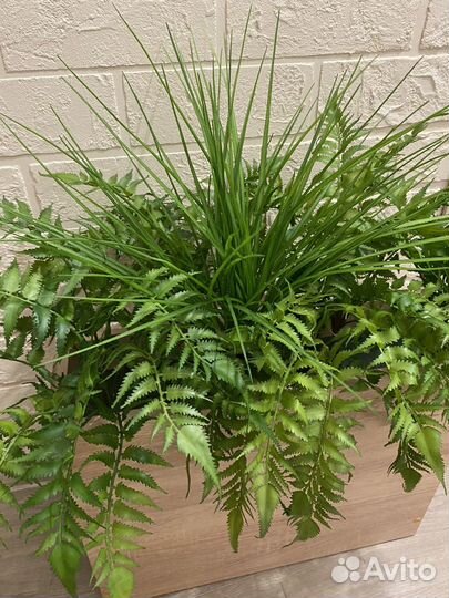 Кашпо перегородка с растениями