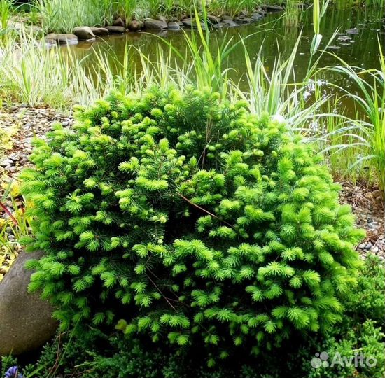 Ель нидиформис