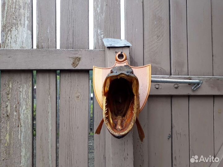 Чучело из головы рыбы Щуки