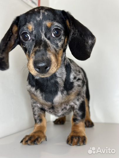 Кроличья такса