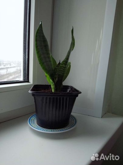 Сансевиерия : Тещин язык