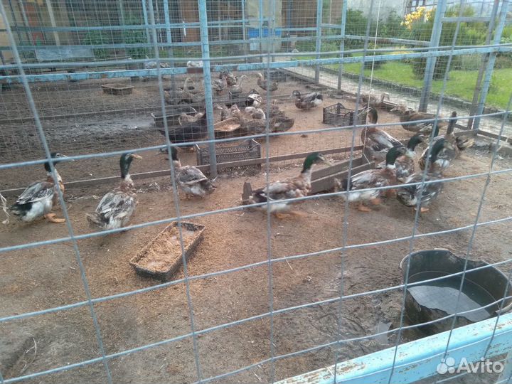 Башкирские утки и селезни