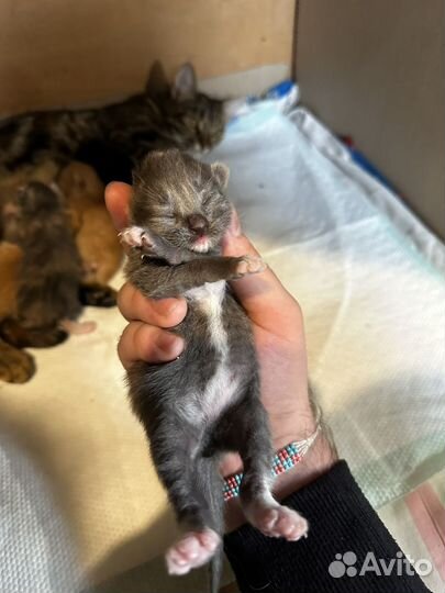 Котята в добрые руки