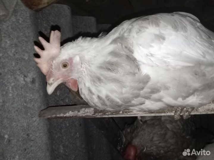 Курица несушка бу