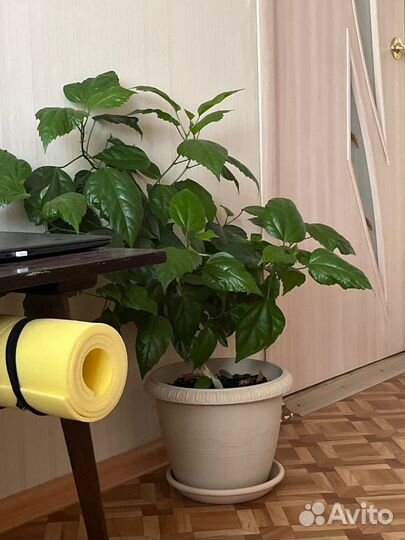 Гибискус китайская роза