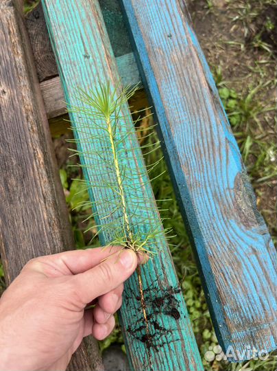 Сосна с окс сеянцы саженцы лесовосстановления