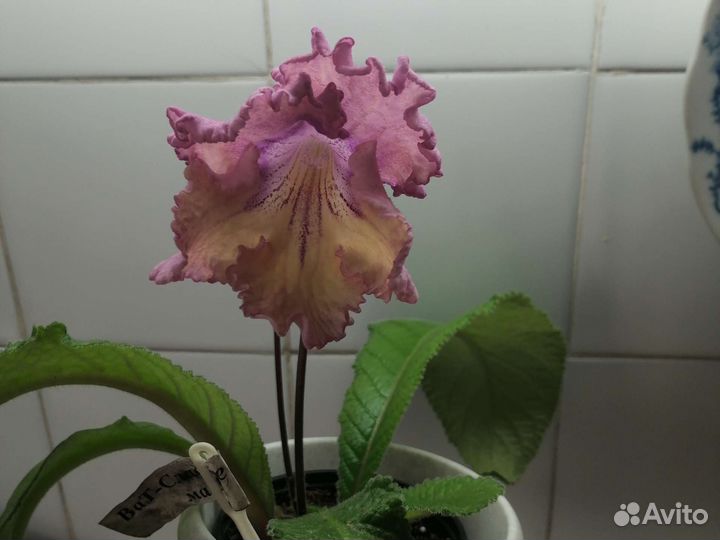 Стрептокарпусы