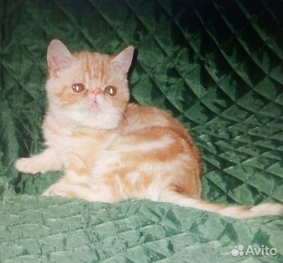 Очаровательные котята