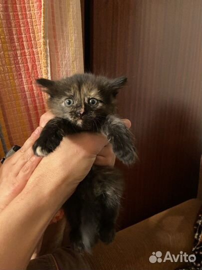 Милые котята 1 месяц