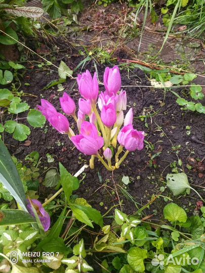 Безвременник