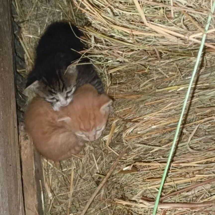 Котята в сарае не переживут зиму