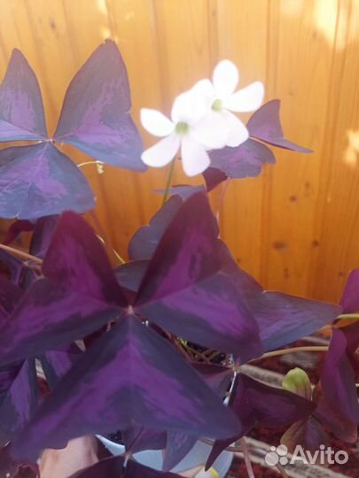 Кислица бабочка