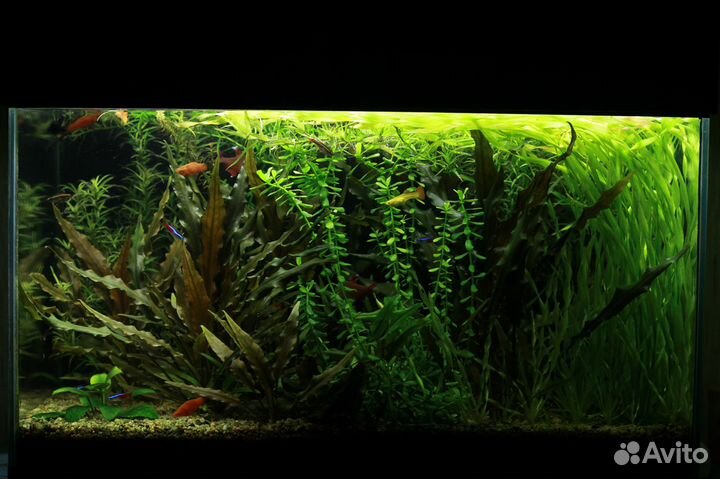 Аквариумное разнотравье