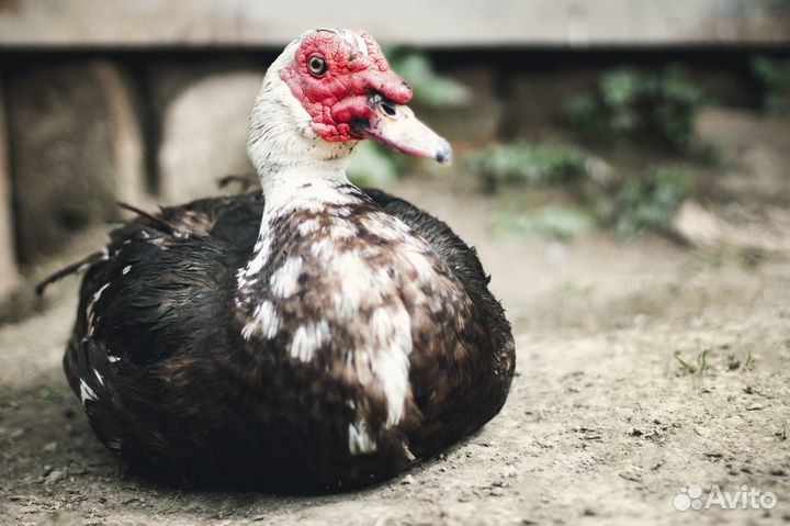 Мясо домашней птицы