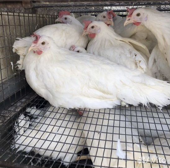 Молодка яичная