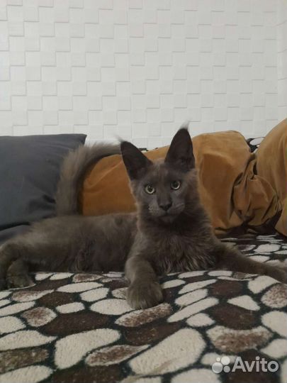 Котята мейн-кун