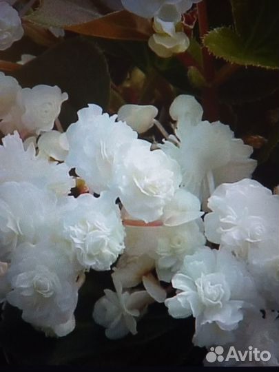 Бегония махровая