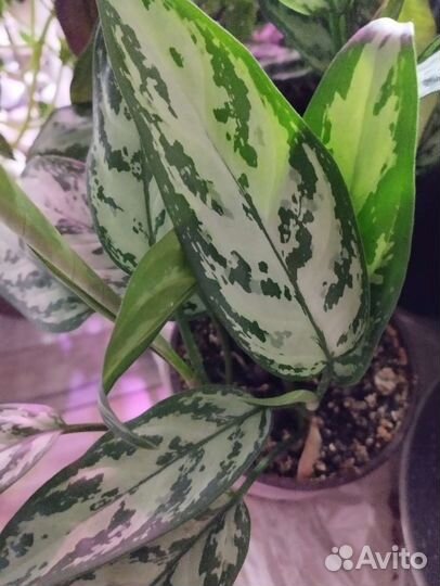 Аглаонемы и другие растения