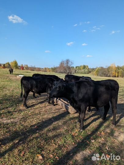 Абердин ангус телки