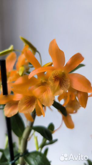 Орхидея dendrobium Stardust Firebird и Chyomi