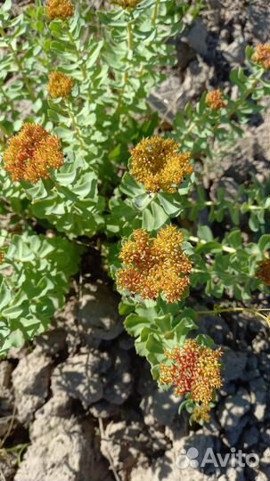 Редкие лекарственные растения