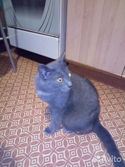 Кошка в дар бесплатно