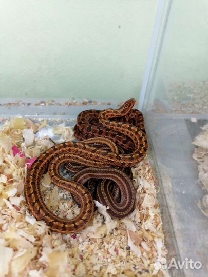 Узорчатый полоз