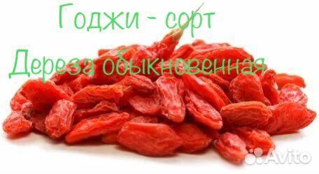 Годжи саженцы