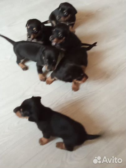 Такса щенки