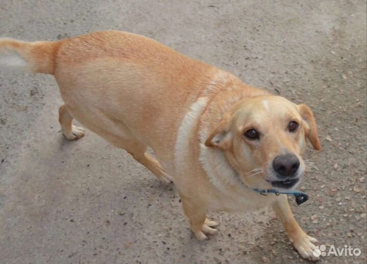 Собака в добрые руки