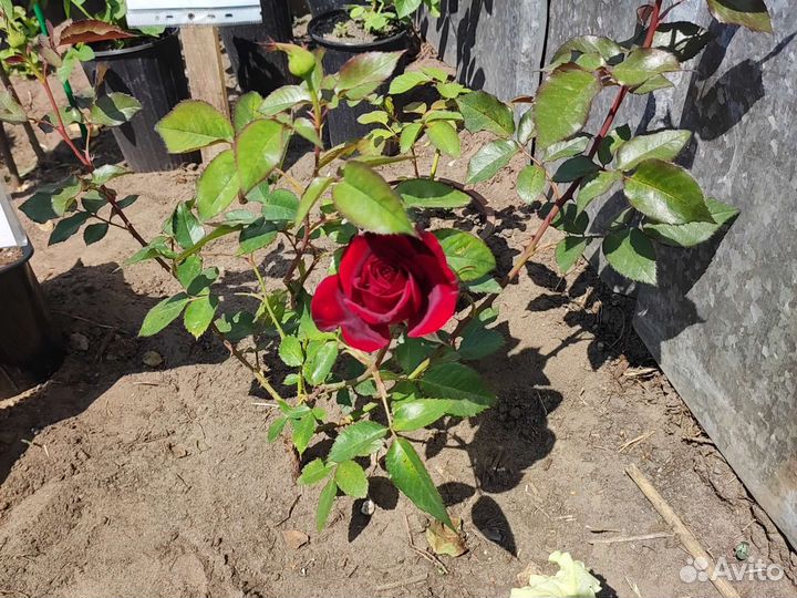 Кустовые розы 2,3 х летки, взрослые розы