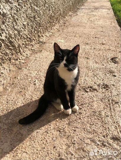 Кошка в дар