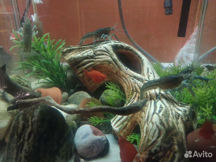 Мраморный рак для аквариума