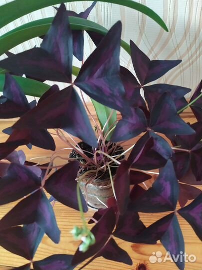 Комнатные цветы