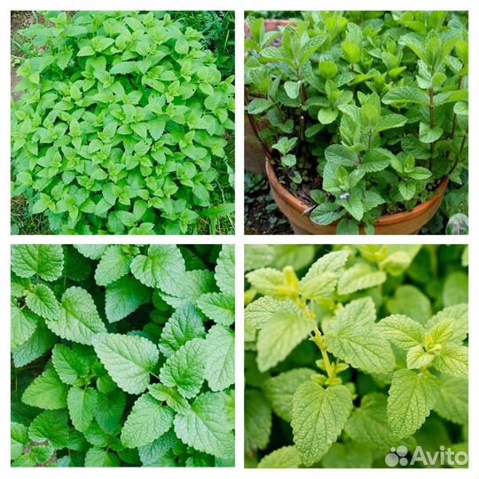 Многолетние растения и цветы