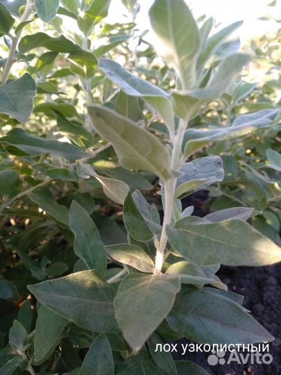 Лох узколистный