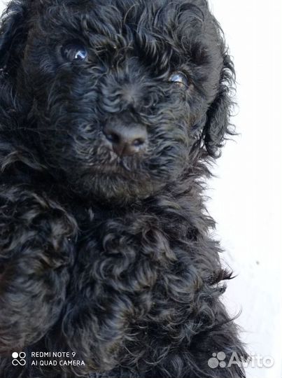 Щеночки тойчики